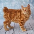 【獣医師監修】アメリカンボブテイルってどんな猫？特徴や性格から飼う前…