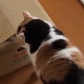 段ボール箱に入ることにした三毛猫→見守っていると…可愛すぎる光景に悶絶…
