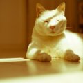 猫がずっと寝てるけど大丈夫？考えられる理由や病気について