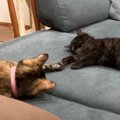 『性格が違いすぎる』2匹の猫→子猫時代を比べてみた結果が……「成長過程に…