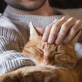 猫がよく『寝床を変える』4つのワケ