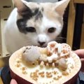 祝！猫ちゃん1歳の誕生日♪猫用ケーキでお祝いしつつ振り返る