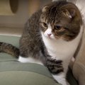 人によって違う！？お出迎えする猫ちゃんたちの反応