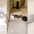 「ルンバが通過しても微動だにしない猫」落ち着き具合が良すぎると話…