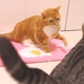 タオルケットで分かる猫ちゃん達の序列関係