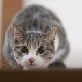 フリフリだけじゃ飽きられる！？最新猫じゃらしメソッド５選