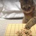 ルールを理解？！猫ちゃんと将棋崩しで勝負♪