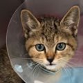 ひどい怪我をして道端で倒れていた猫を発見→『埋葬してあげよう』と拾い上…
