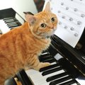 「ミャオ～ジック」は猫のストレスを和らげる？米大学の実験で明らかにな…