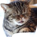 猫が出している『体調不良』のサイン4選　見分けるためのポイントから適切…