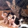 生後わずか10ヶ月の猫が出産しているのを発見→１ヶ月間見守った結果……