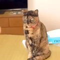 ２匹の元保護猫と暮らす夫婦→１日の様子を見てみると…幸せすぎる『穏やか…