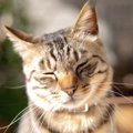 猫が「ゆらゆら」していたら要注意！3つの病気の可能性と対処法