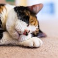 猫の『老化』を見極めるチェック項目4つ