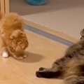 子猫が先住猫に『遊んでアピール』したら…まさかの無反応もその後の行…