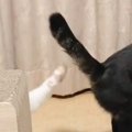 同居猫のおしりを触ろうと『頑張って手を伸ばした猫』…思わず笑っちゃう『…