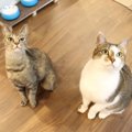 寝ていても気づくのか！？猫の近くににぼしを置いてみた！