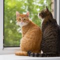 『留守番中の猫』はどんなキモチで待っている？3つの本音　さびしがる…