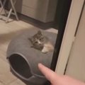裏庭に現れたガリガリの子猫を保護したい→『ライブ配信』していると…『涙…