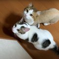 「開けドア」が通用しなくなった猫ちゃんたち