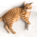 猫から絶対目を離しちゃダメなシーン4選！怪我や事故を未然に防ぐ方法…