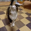 ブラッシングに目がない猫ちゃん、たまらず…