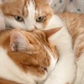 『兄妹で保護して良かった』運よく2匹そろって迎えられた猫→『感動の…