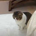 『パパさんが帰ってこない…』しょんぼりしながら玄関を見つめる猫さん