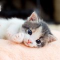 『子猫から成猫』になる過程で起こる変化5選　オトナに成長したサインや見…