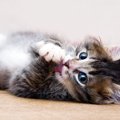 猫が顔を洗うのはなぜ！？雨が降ると言われる由来とは？