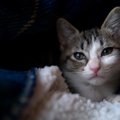 猫が恐怖する『絶対禁止の飼い方』4つ　大きなトラブルになる可能性も