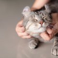 猫も『飼い主に似る』ことがある？考えられる4つの理由　種を超えて起…