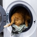 猫が起こしかねない『洗濯機』のトラブル3つ　入りたがる理由から防ぐため…