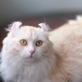 『耳』に特徴がある猫種4選！それぞれの特徴や歴史をご紹介　飼育するうえ…