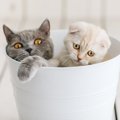 猫が『ゴミ箱を漁る』原因や理由3選！やめさせる方法とは