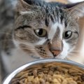 愛猫のためのちょい足し『トッピングご飯』3選