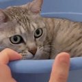 お風呂場の小さな桶でくつろぐ猫→『同居猫』がやってくると…まさかの展開…