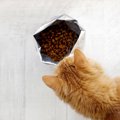 猫のフードは『いつも一緒』と『いろいろあげる』、どっちがいい？そ…