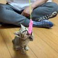 保護4日目の子猫と『猫じゃらし』で遊んだら…無邪気な姿に15万再生「…