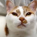 ベッドにいる２匹の猫→愛してやまないママがやってくると…泣けるほど尊い…