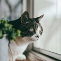 猫の『集中力』が高まるシーン4つ♪意外な理由を解説