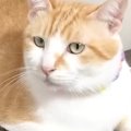 『1匹でくつろいでいる猫』かと思いきや…体の下を見ると？→まさかの『可愛…