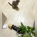 『黙秘します』床に倒れた観葉植物→ネコがそばにいて…『犯行現場の様…
