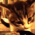 可愛すぎ♡おしゃべりしながらごはんを食べる猫たちの動画集※音出し推奨