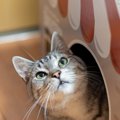 猫が『何もない宙』を見つめているのには理由がある？3つのワケと「第…