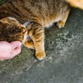 大人気の「病院猫」が突然失踪！　地域ぐるみの捜索が功を奏し、無事…