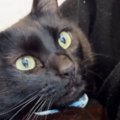 真っ黒の毛並みが綺麗な黒猫→６年前の『子猫時代の様子』を見てみると…