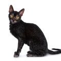 出会えたらラッキーな『珍しい猫種』4選　魅力あふれる特徴や希少な理…