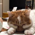 『宿題をすぐそばで応援する猫』が尊すぎ…効果絶大な光景が素敵だと65…