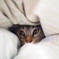 猫が隠れたがる３つの理由